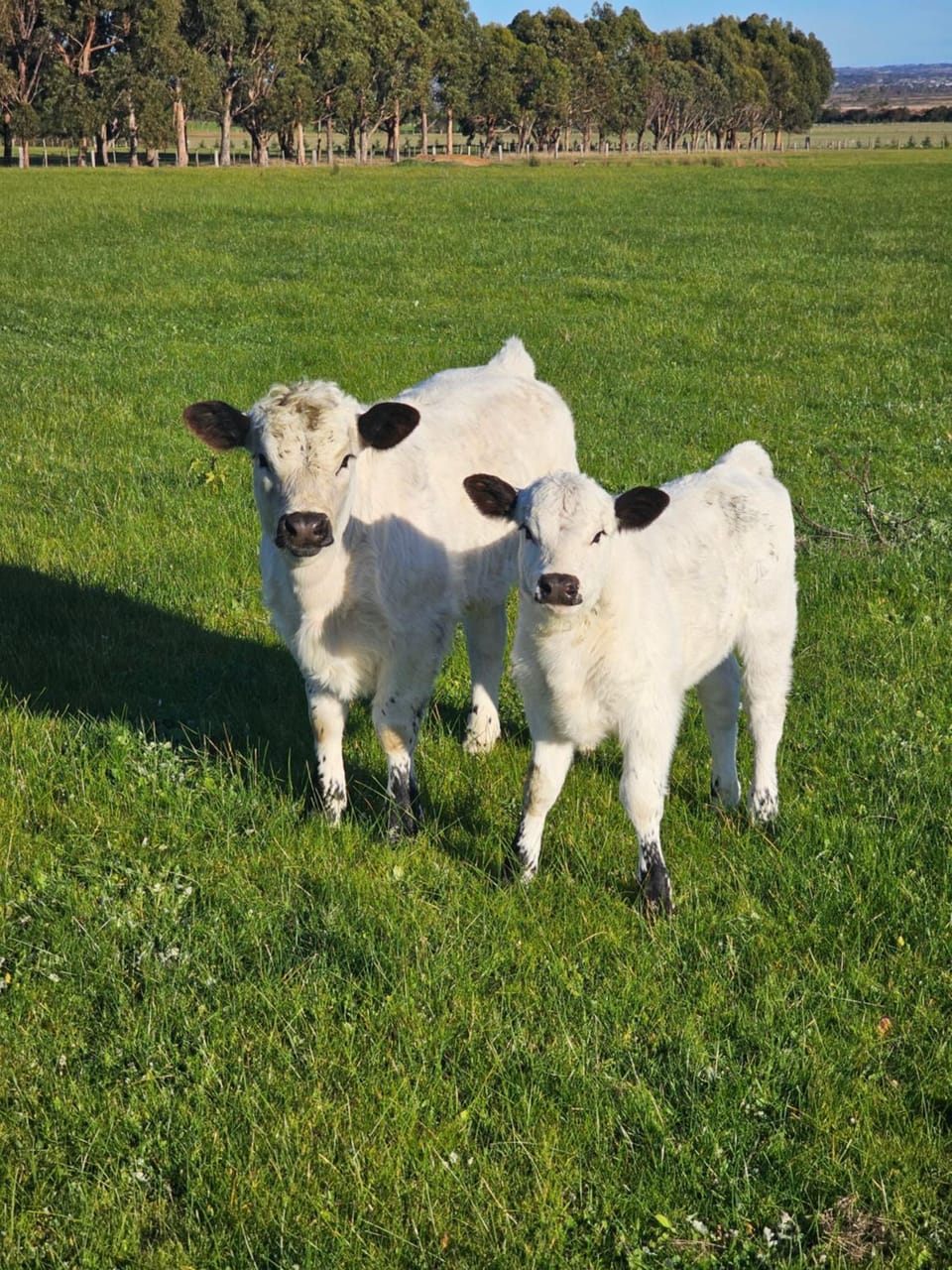 Animals