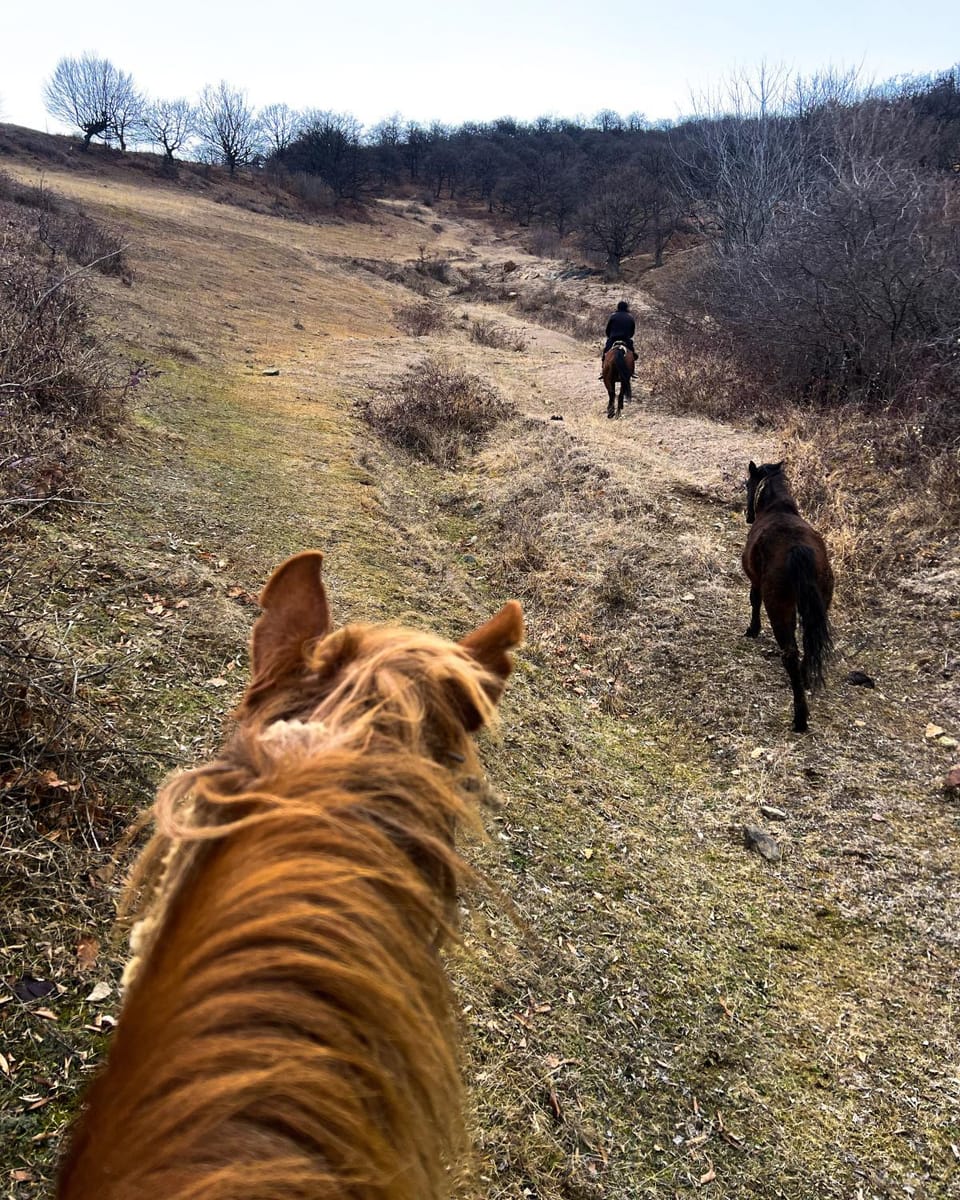 Day, People, Horse-riding, Animals, Pets, group of guests