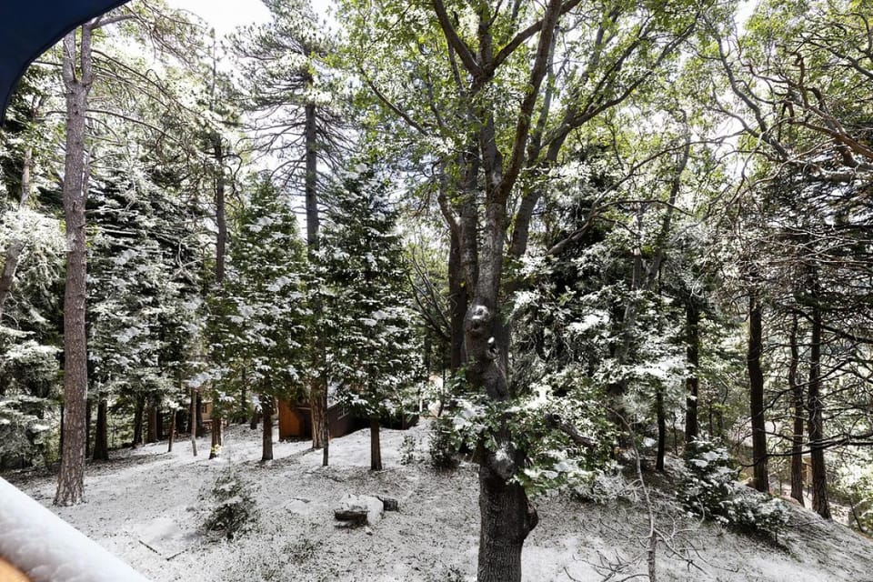 Bugsy's Mountain Retreat - Tiny House in the Trees House in Lake Arrowhead
