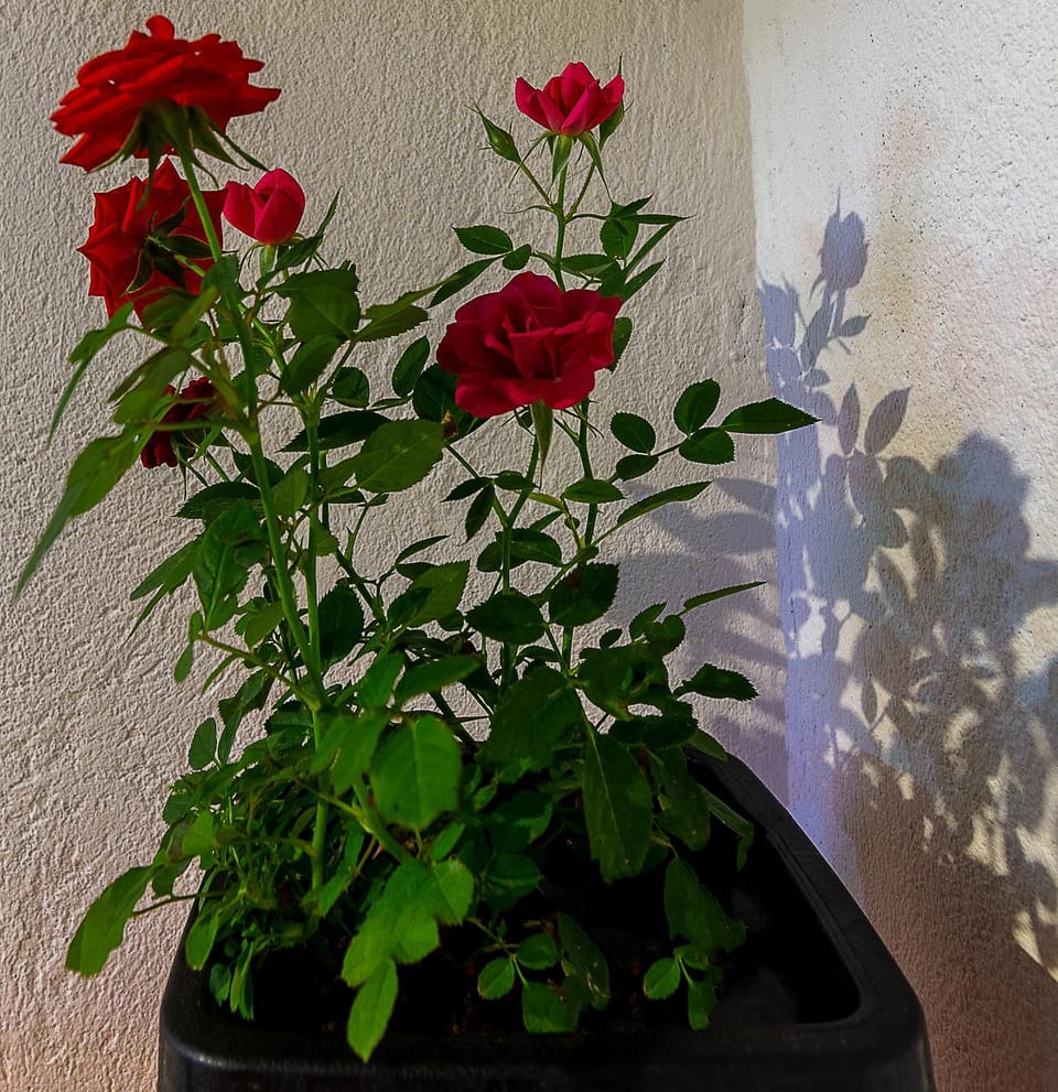 Day, Garden, Garden view