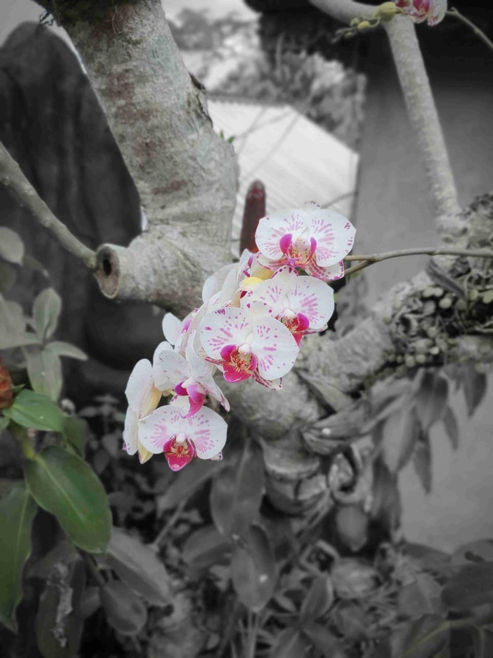 Gana Bali Guest House House in Tampaksiring