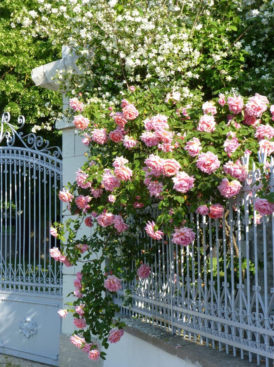 Spring, Garden
