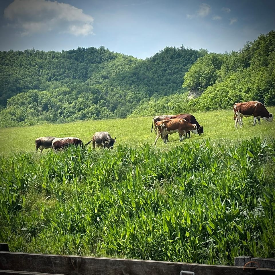 Tenuta Ca' Bella Farm Stay in Piedmont