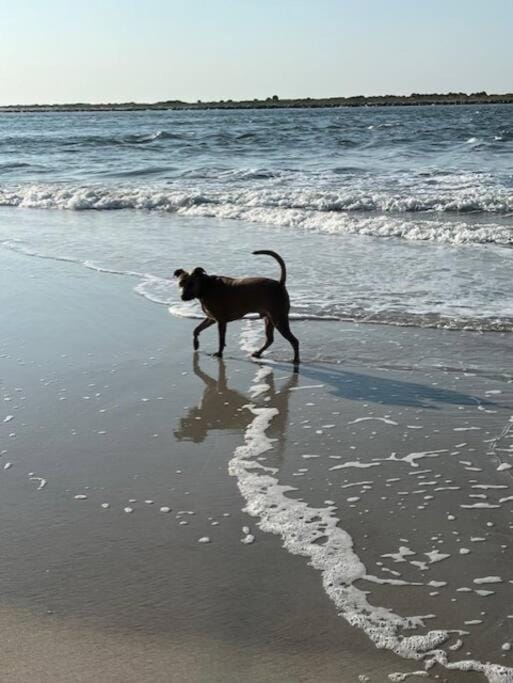 Beachside Vilano Lux Arcade Pets 6min to Historic House in Vilano Beach