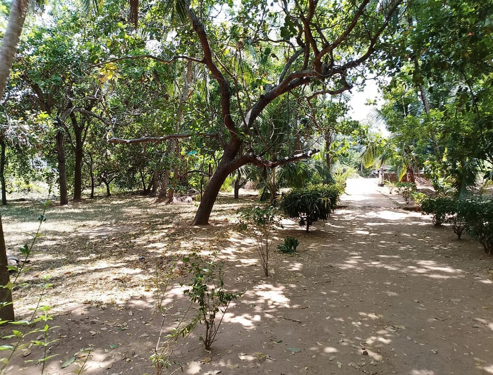 Natural landscape, Garden