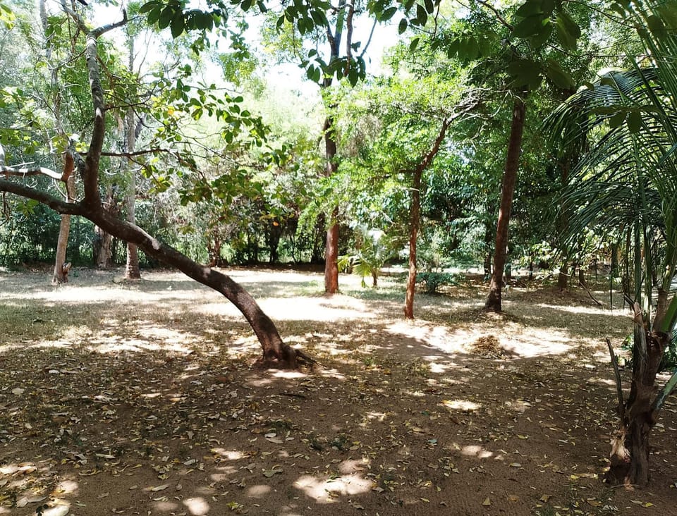 Natural landscape, Garden
