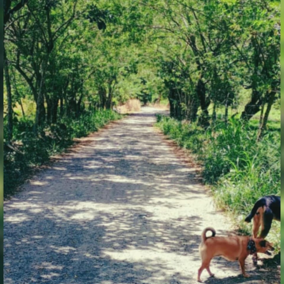 Day, Natural landscape, Hiking, Hiking, Pets