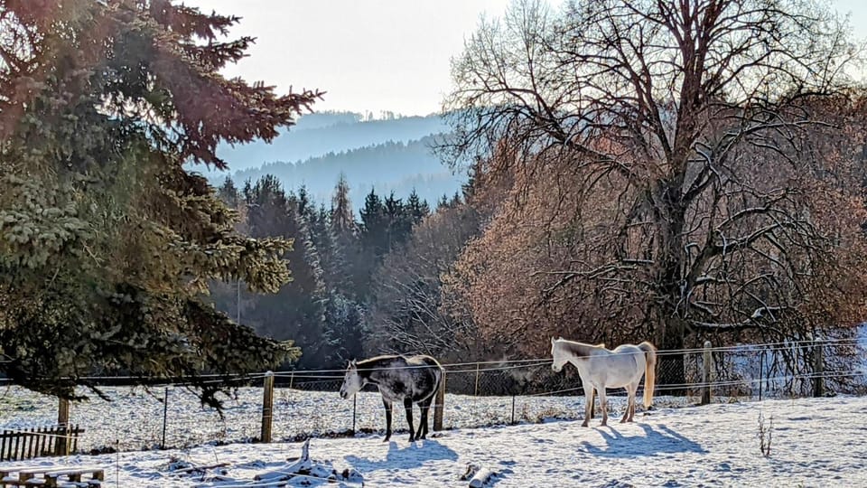 Day, Natural landscape, Winter, View (from property/room), Animals, Mountain view