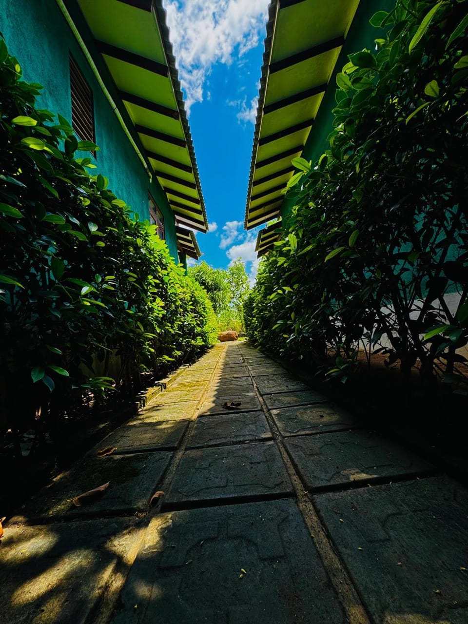 Garden view