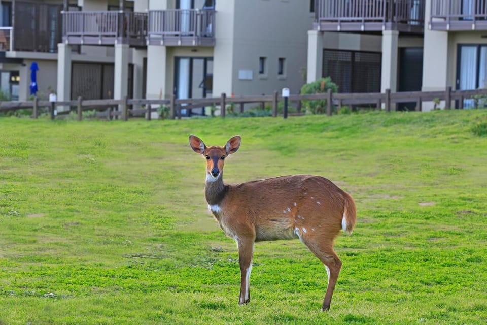 Facade/entrance, Animals