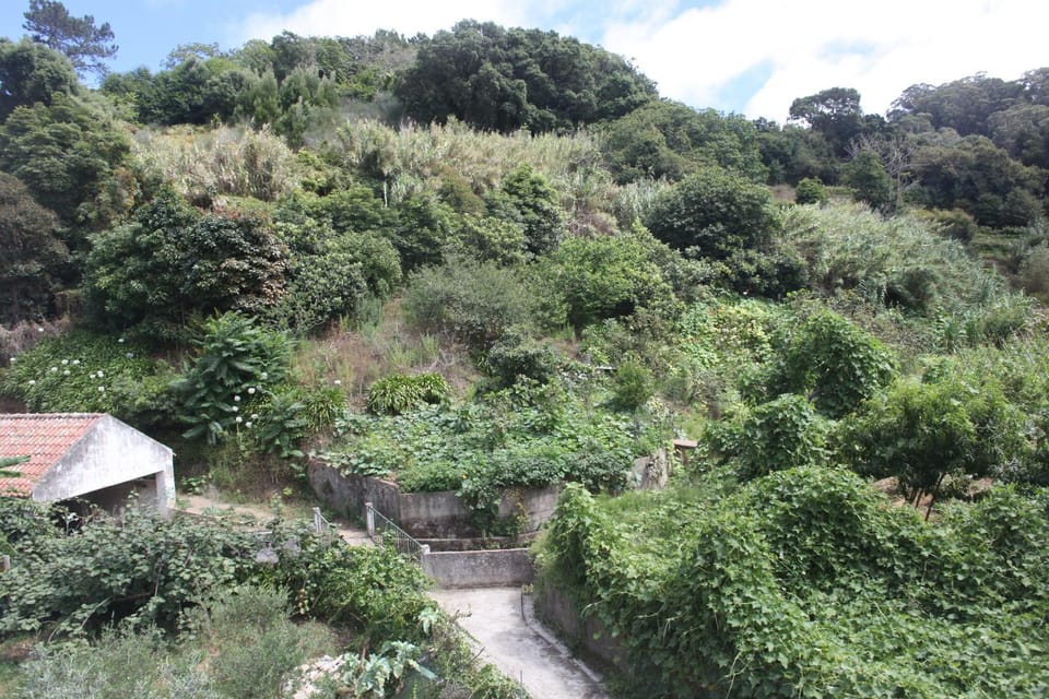 Natural landscape, Garden, Mountain view