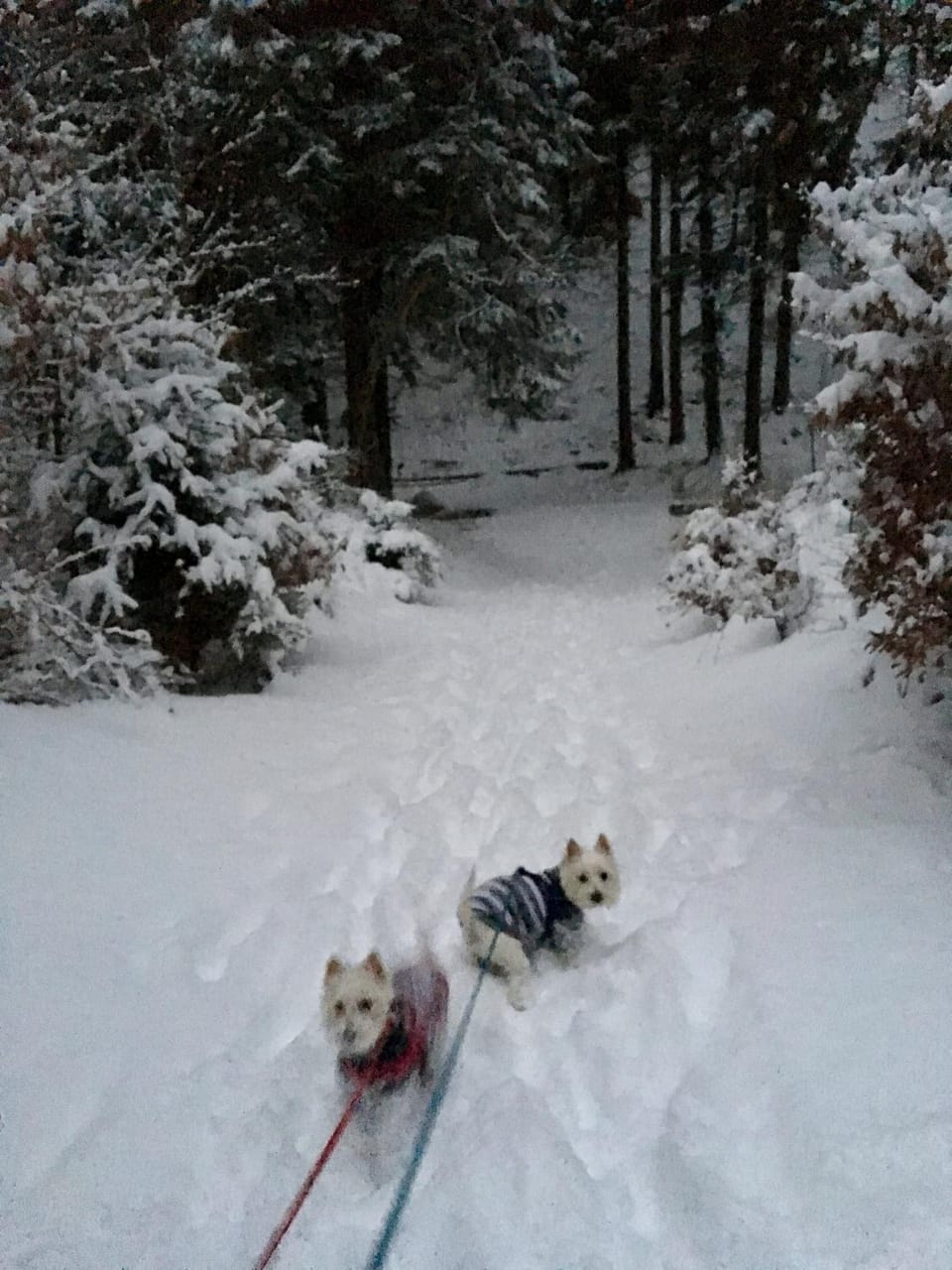 Natural landscape, Winter, Skiing, Pets
