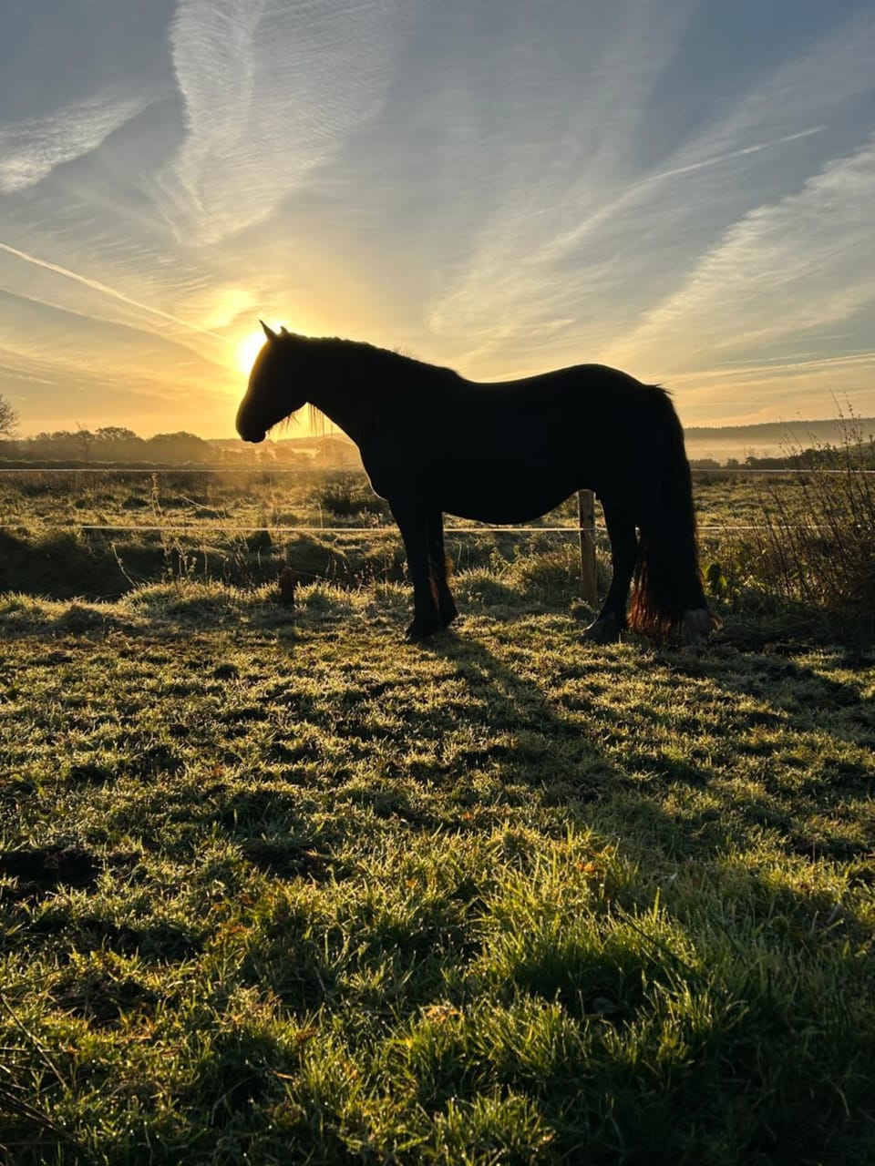 Natural landscape, View (from property/room), Animals, Sunrise