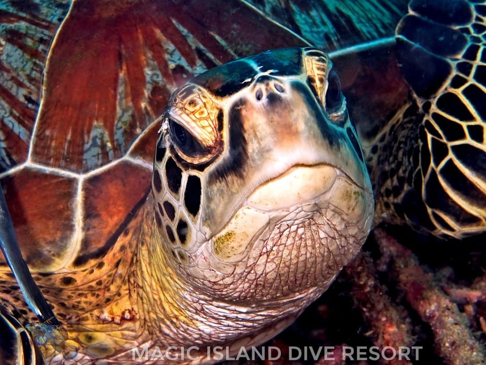 Snorkeling, Diving