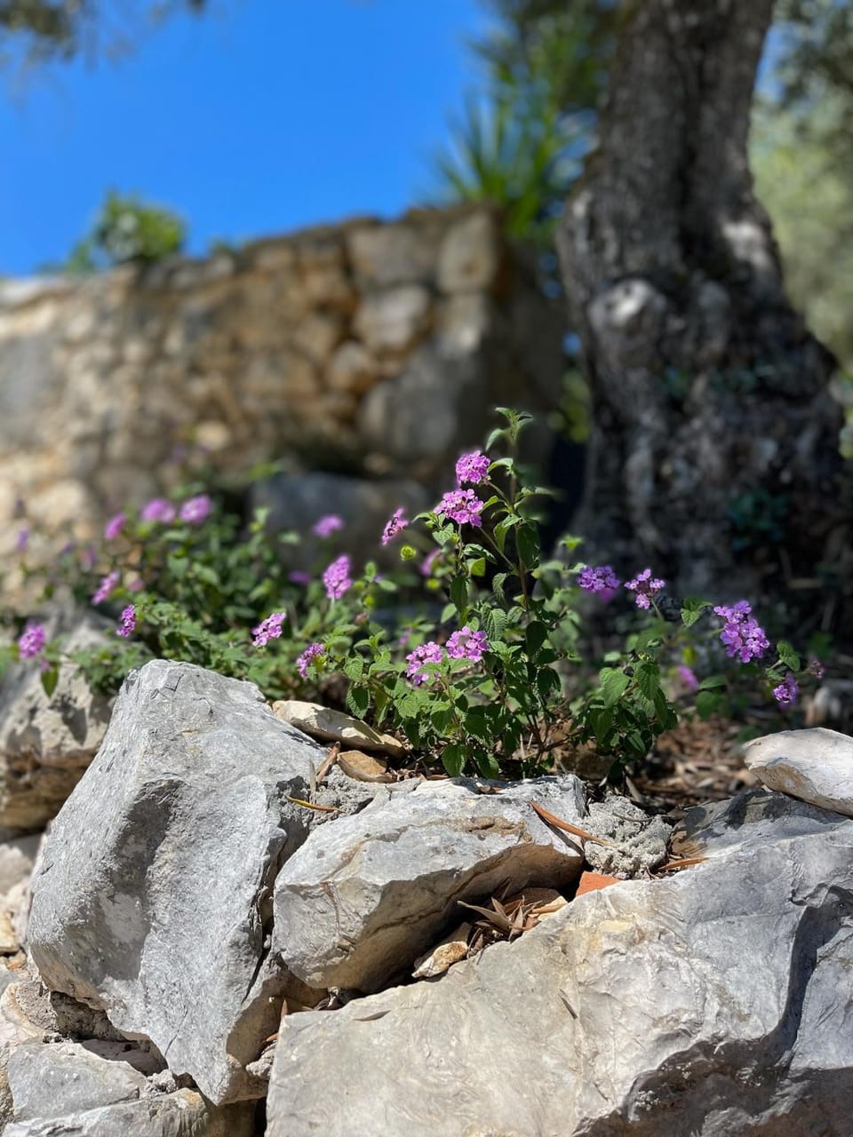 Spring, Day, Natural landscape