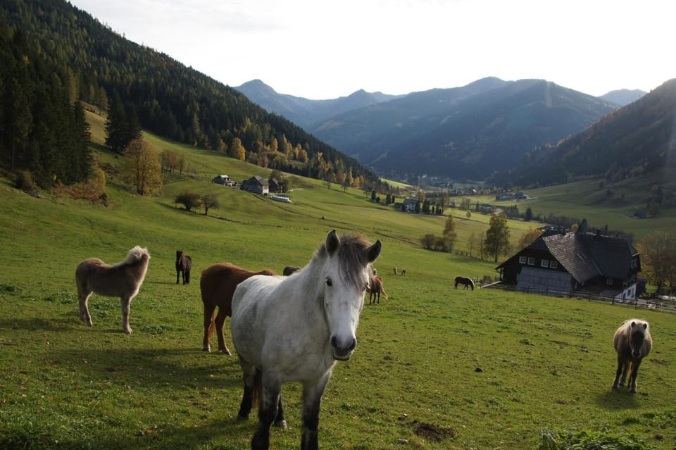 Animals