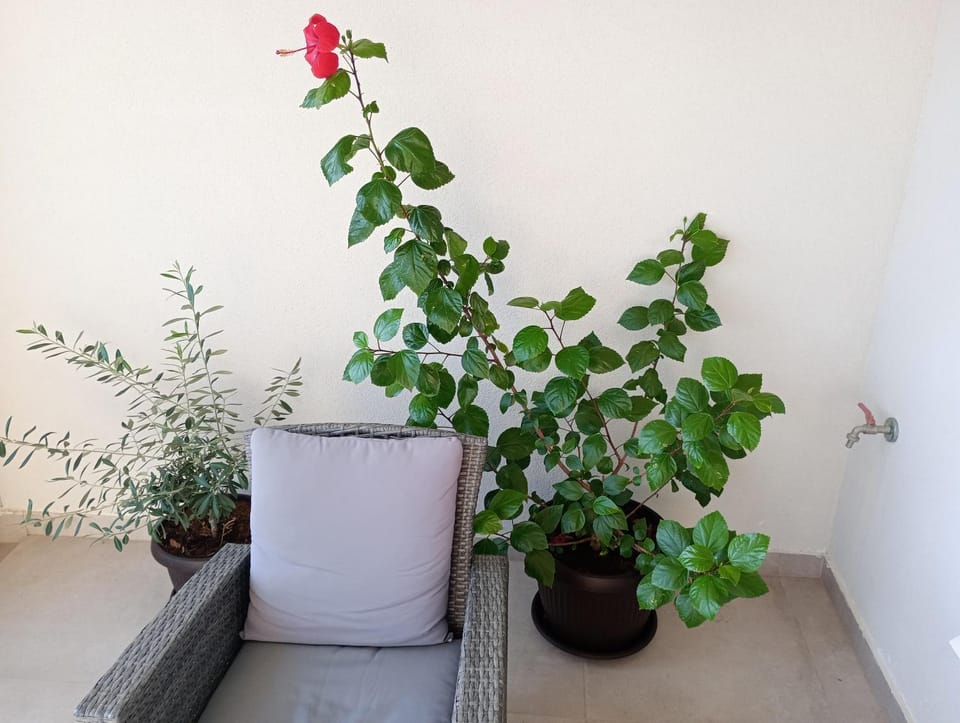 Nature Apartment Dubrovnik Apartment in Dubrovnik