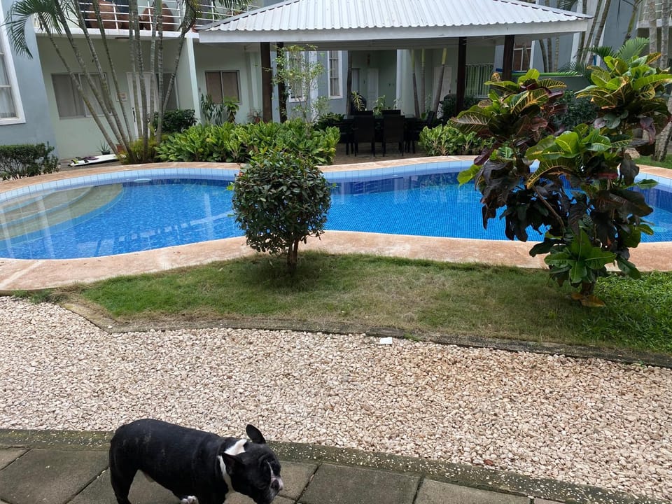 Day, Garden, Pets, Garden view, Pool view, Swimming pool, Swimming pool