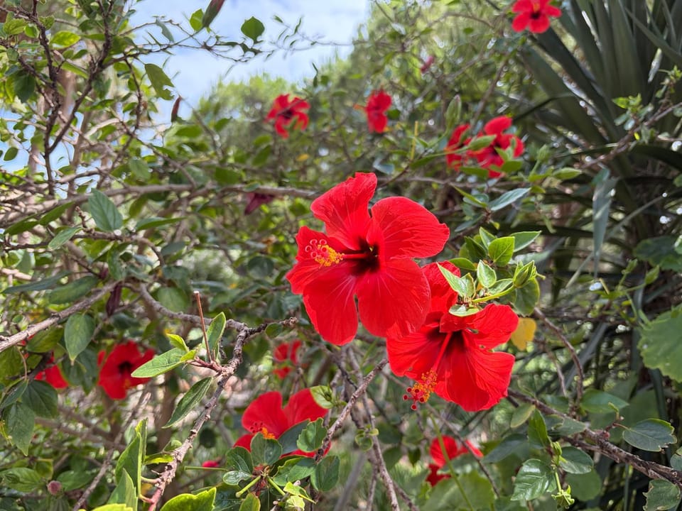 Garden view