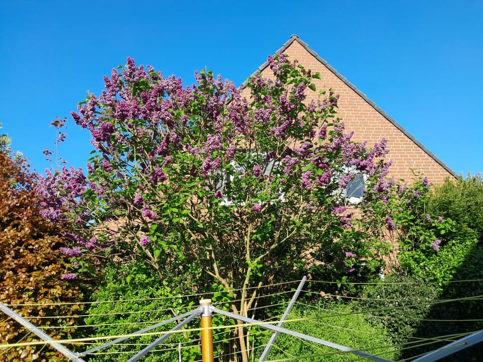 Garden, Garden view