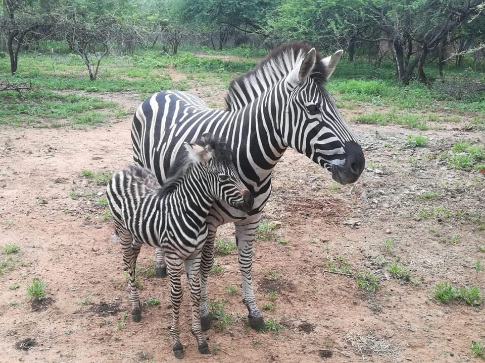 Animals