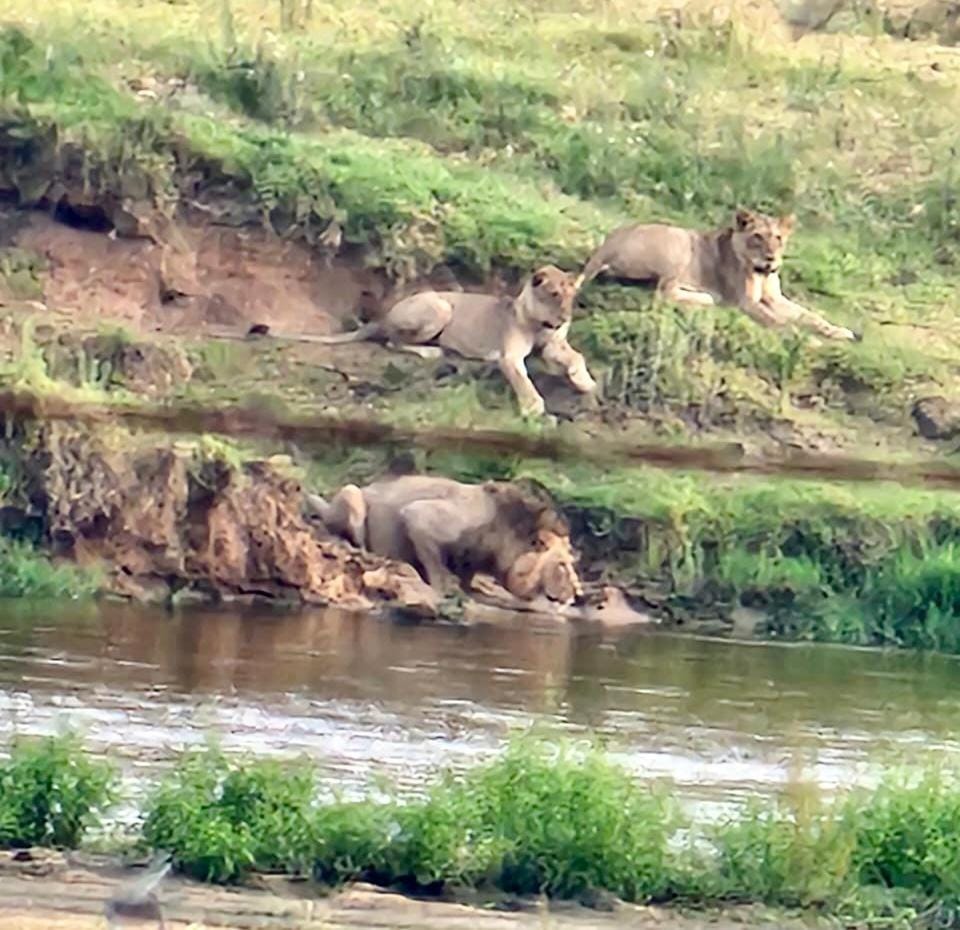 Animals, River view