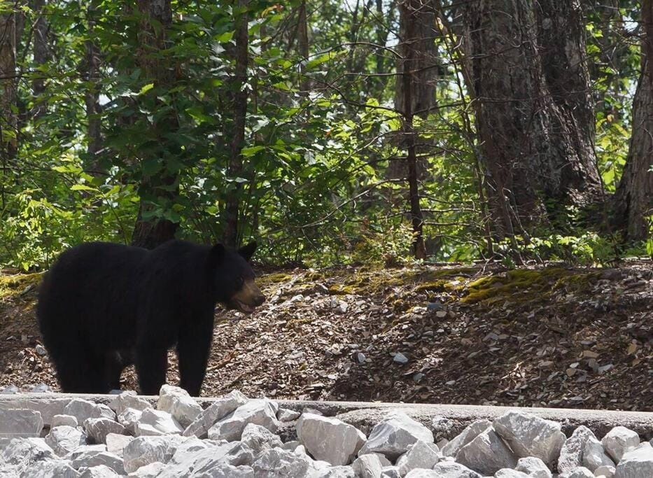 Beary Luxe - Brand New Arcade Pool Spa Retreat House in Sevier County