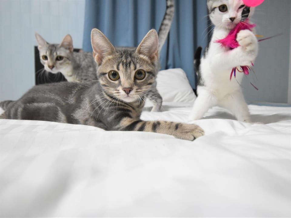 Pets