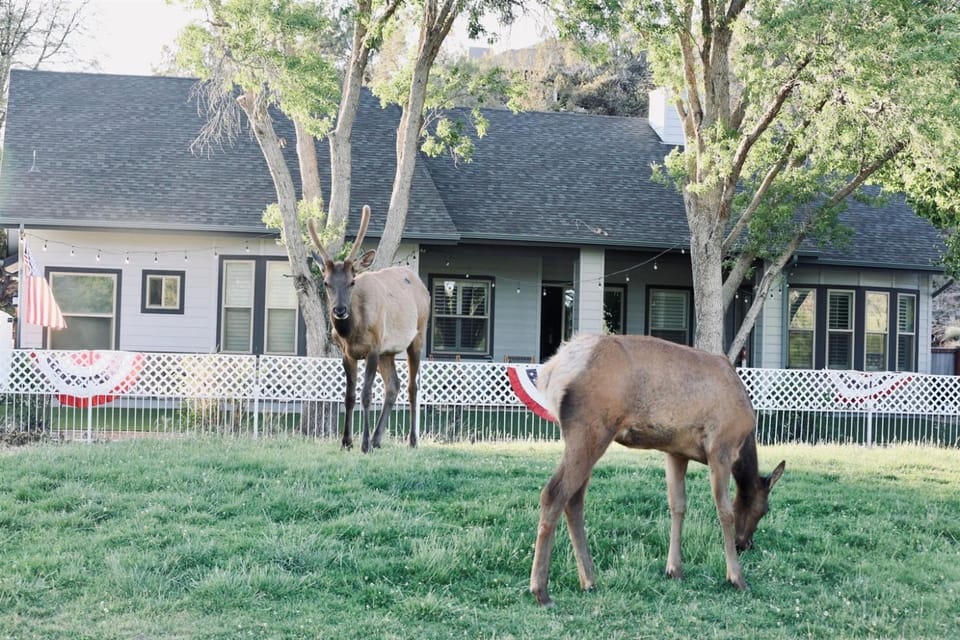 Wake Up to Elk & Golf Views at Eagles Nest Payson House in Payson