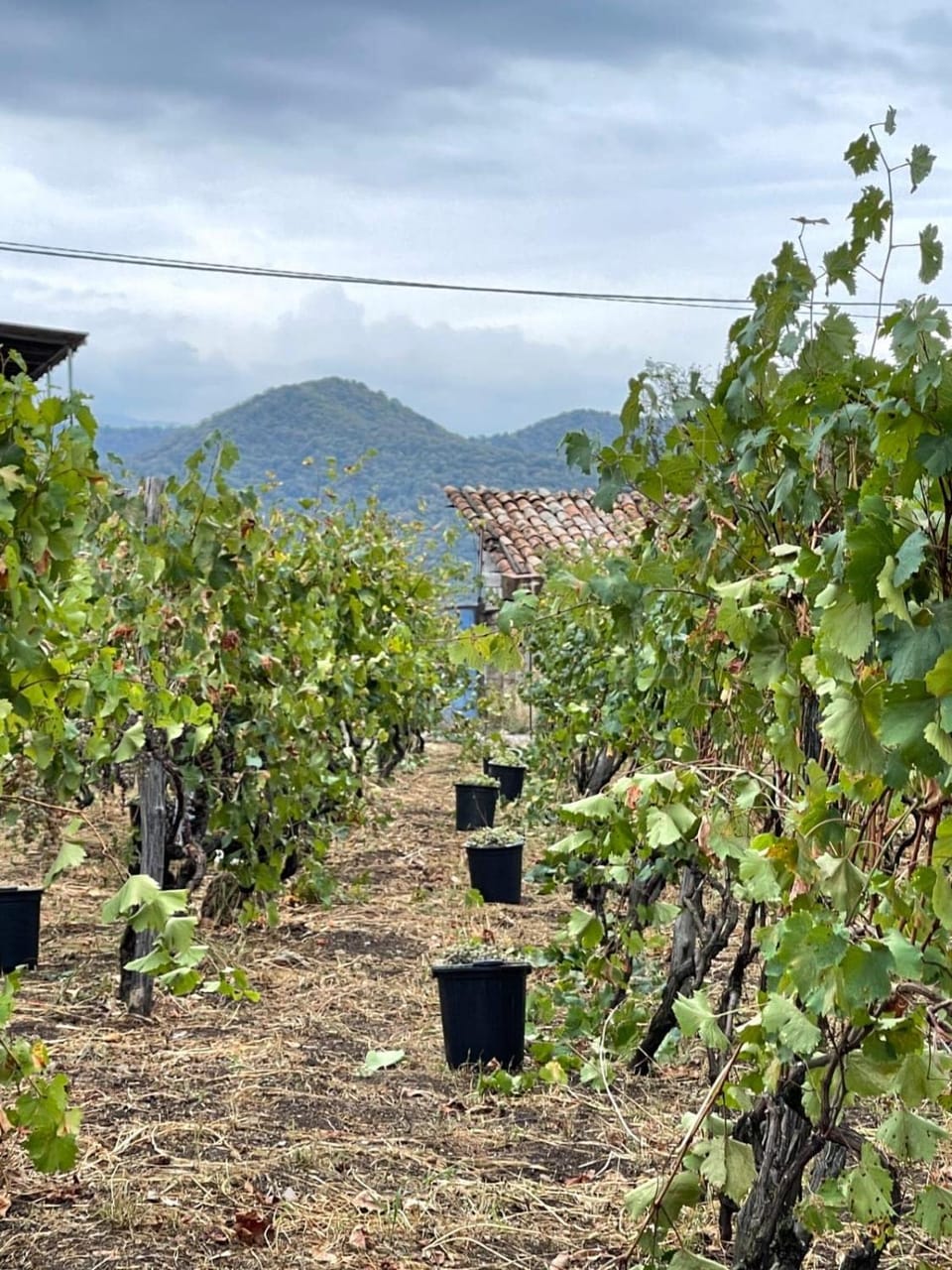 Garden, Mountain view