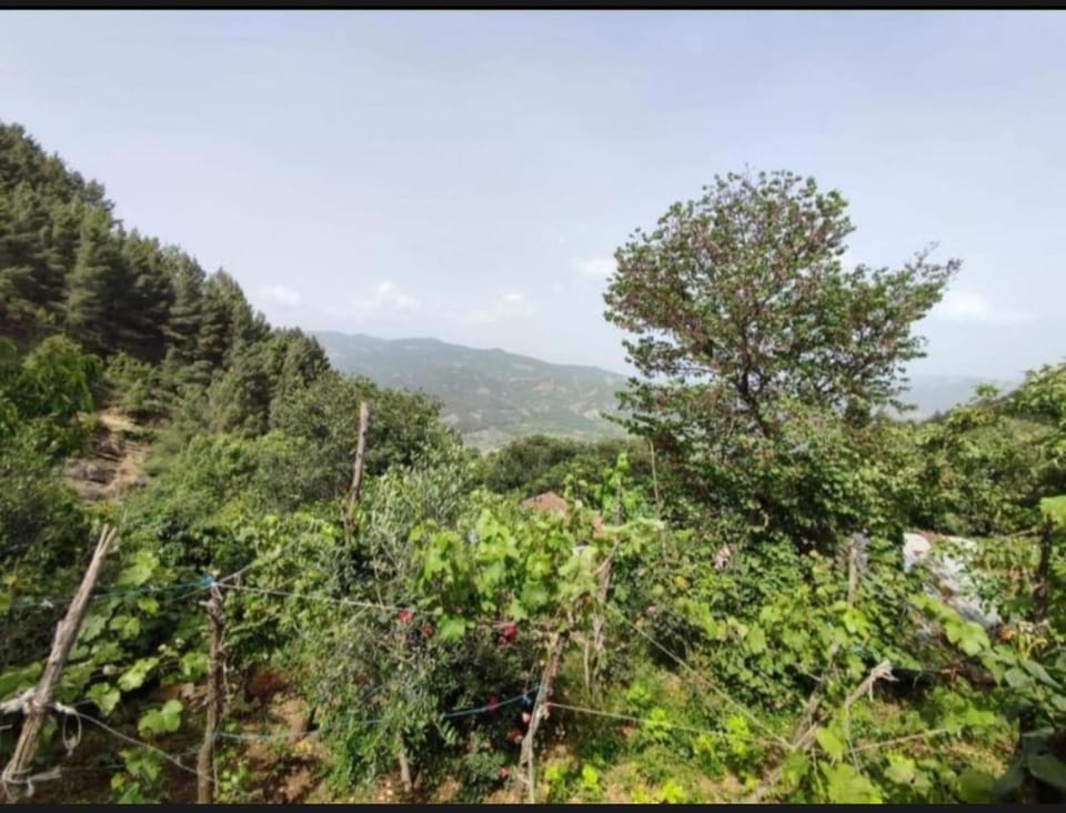 GUEST HOUSE FELAU,Leusë Bed and Breakfast in North Macedonia