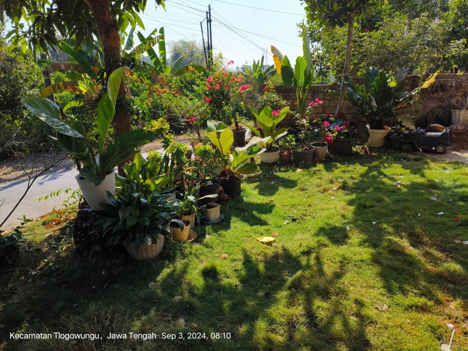 Garden view
