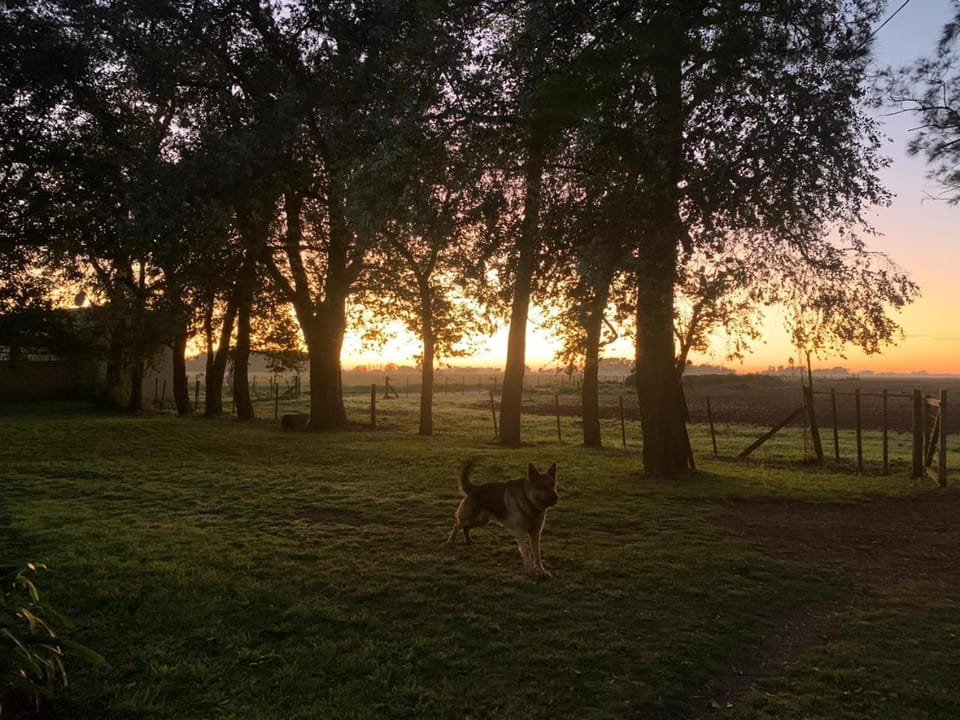 Pets, Sunset