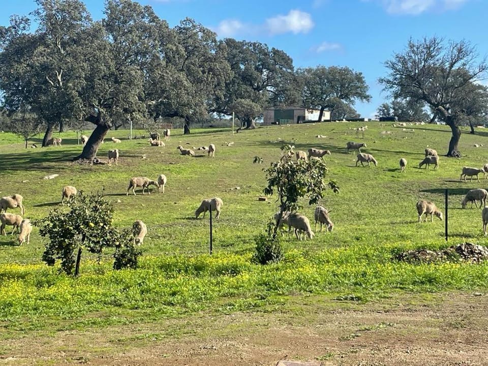 Finca Cerro Verde Villa in Extremadura, Spain