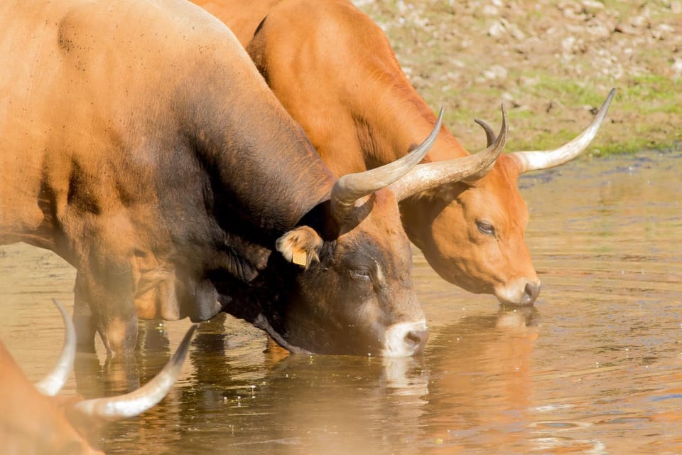 Animals