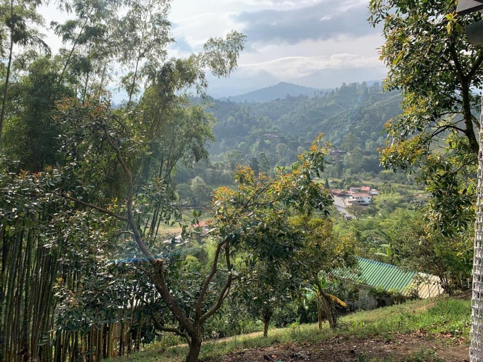 Garden, Garden view, Garden view