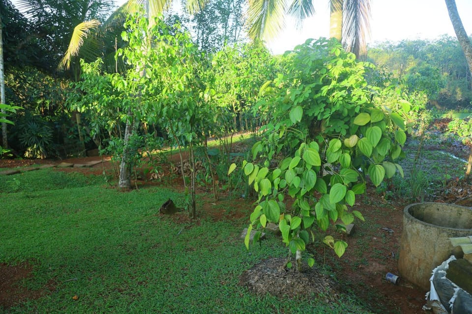 Natural landscape, Garden, Garden view