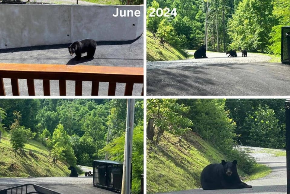 Mountain View, Indoor Pool, Luxury Cabin, Bears Cabin in Gatlinburg