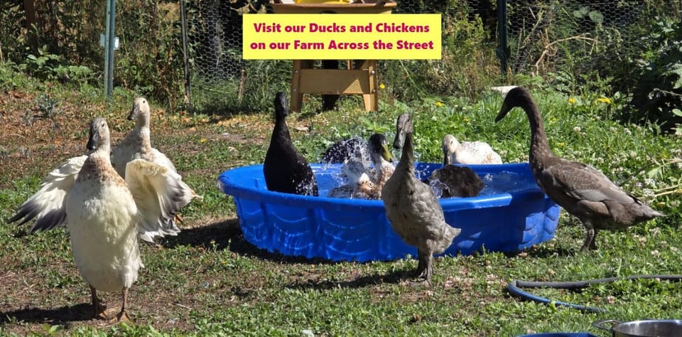 Cottage by the Sea House in Anacortes