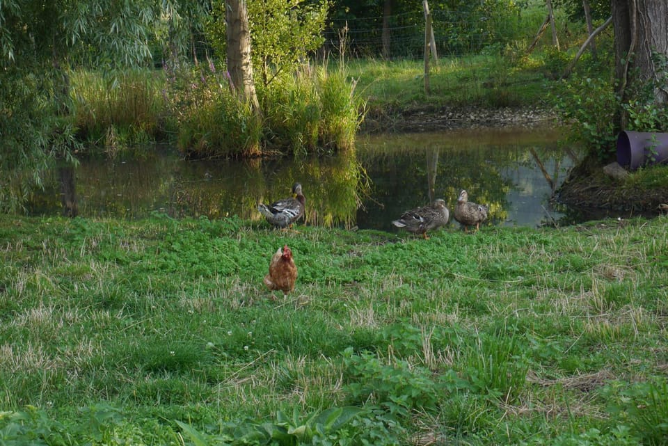 Animals