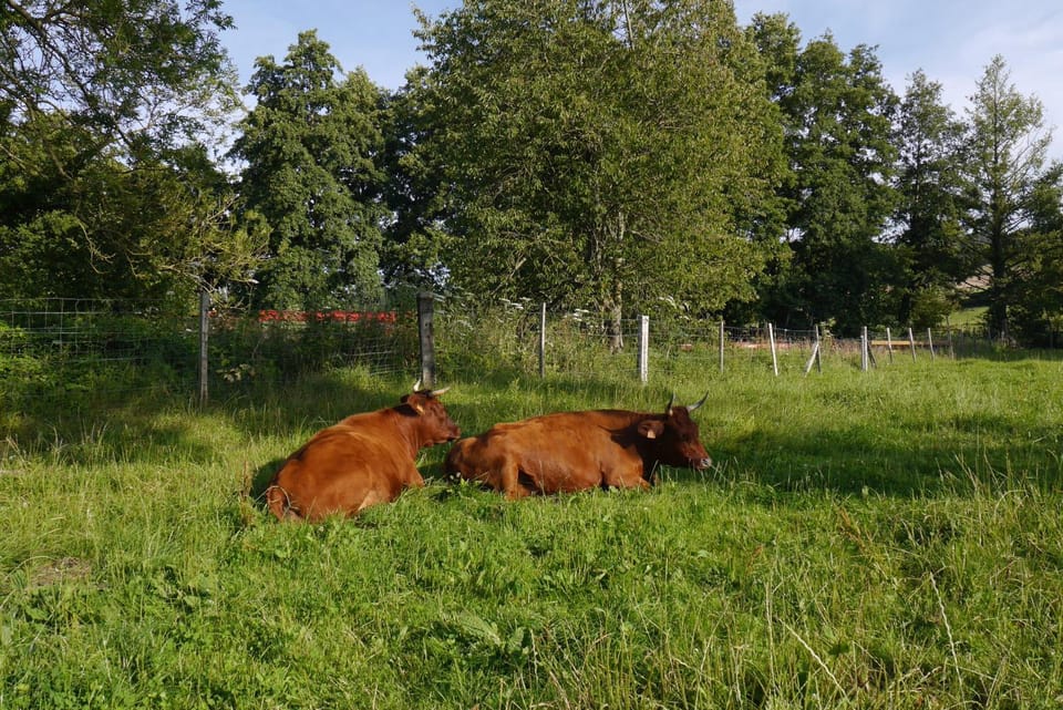 Animals