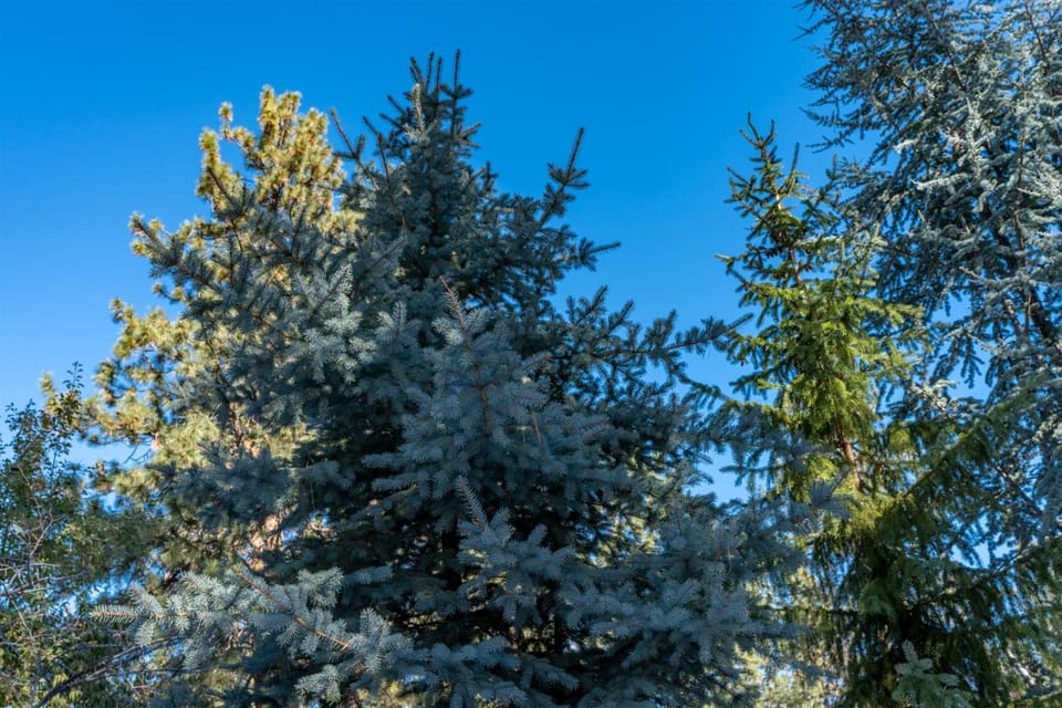 Bluebird Day - Treetop Studio House in Bend