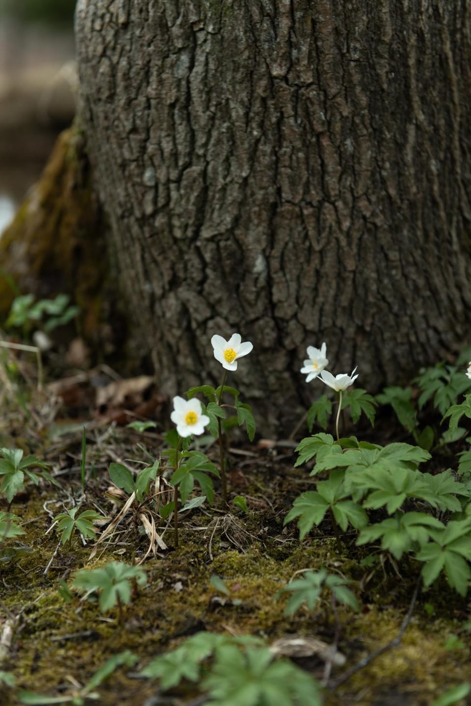 Natural landscape