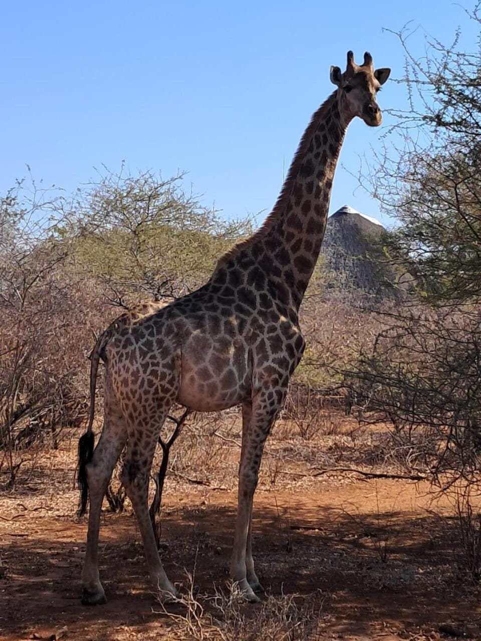 Animals, Animals