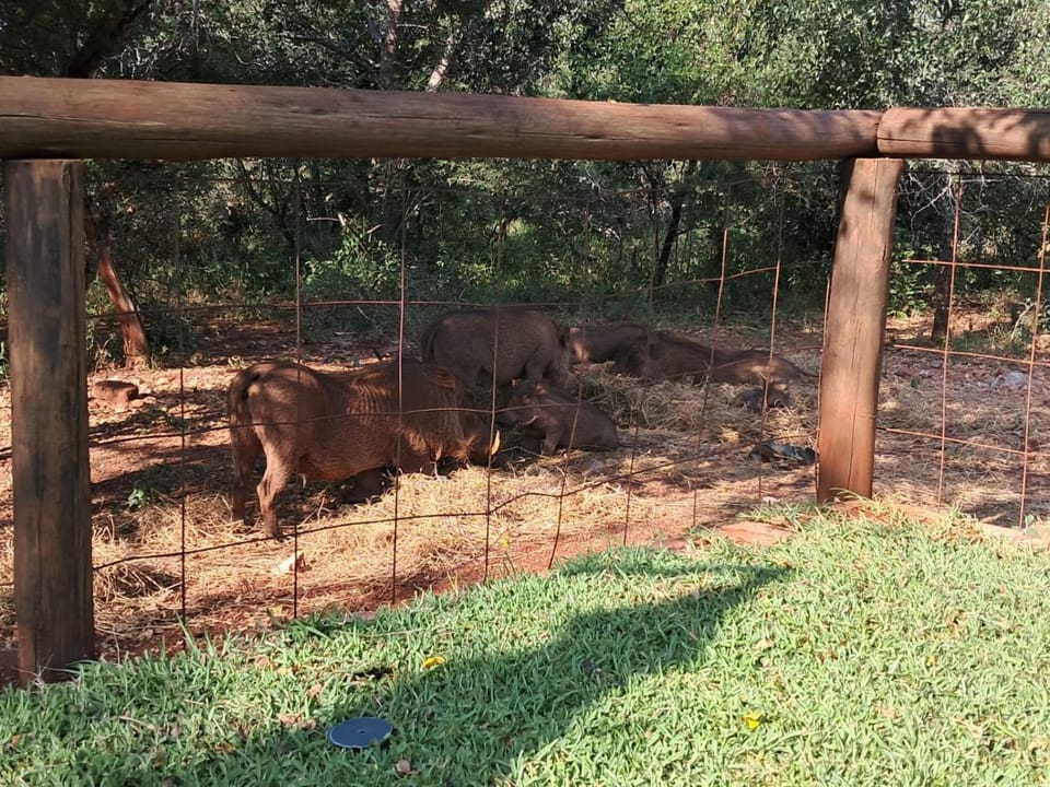 Animals, Animals