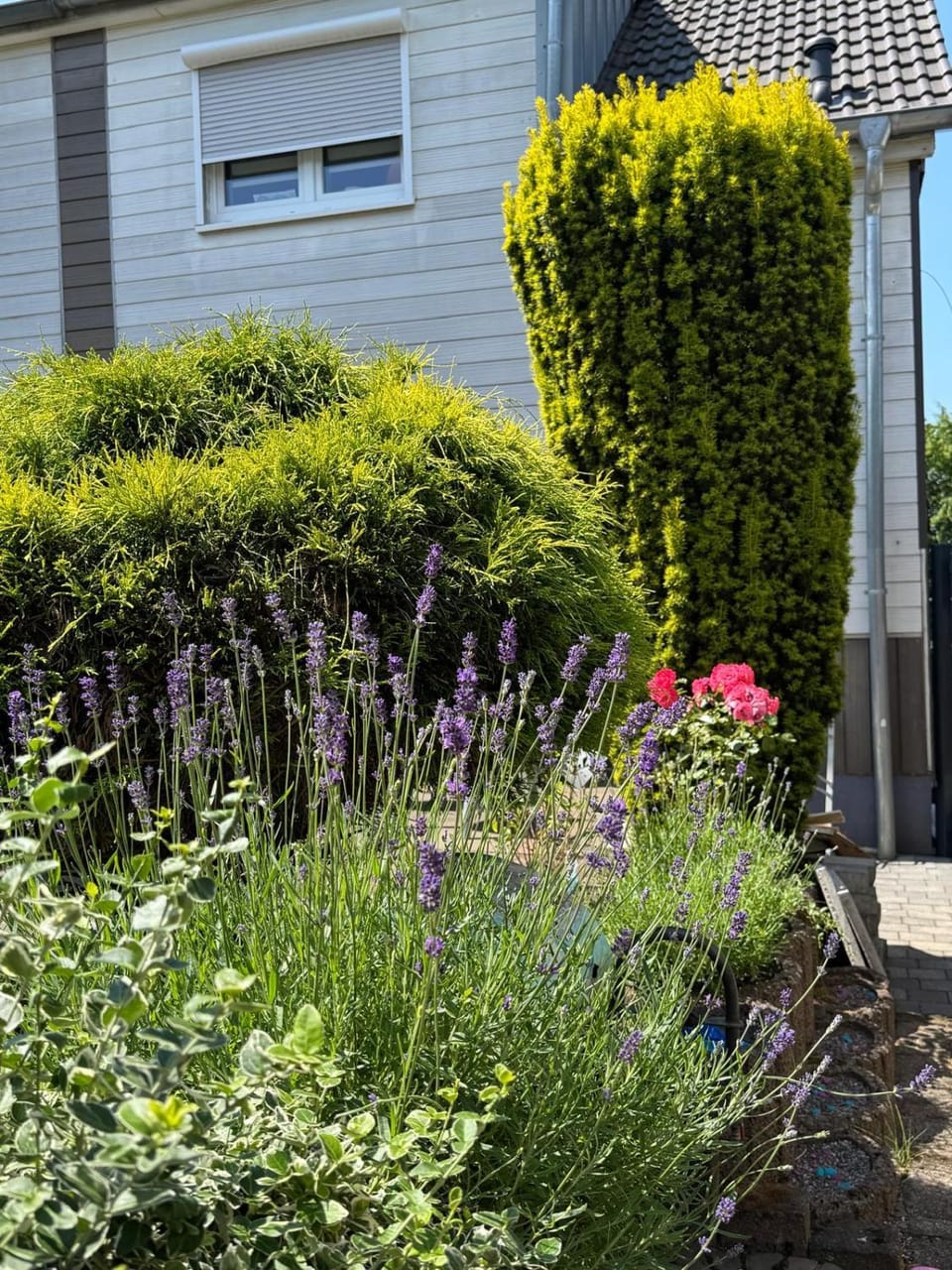 Spring, Garden