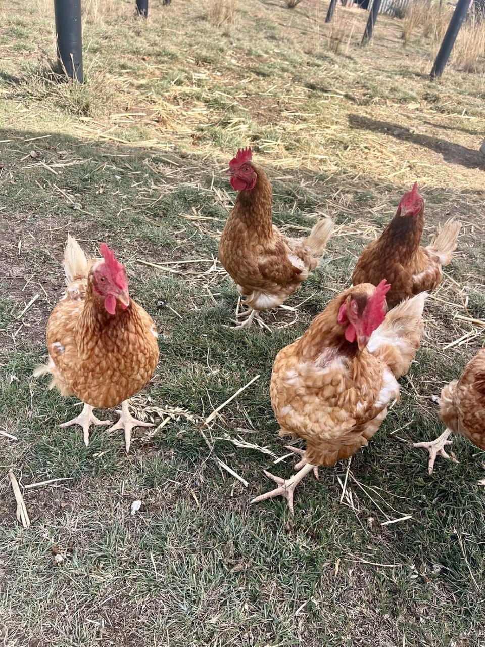 Animals