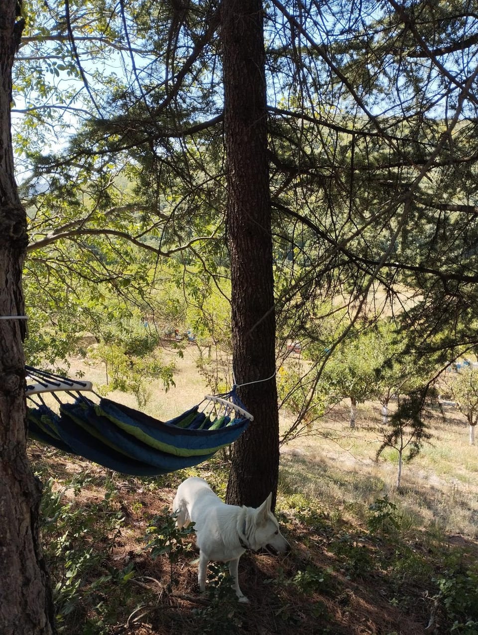 Property building, Natural landscape, Garden, Garden view, sunbed