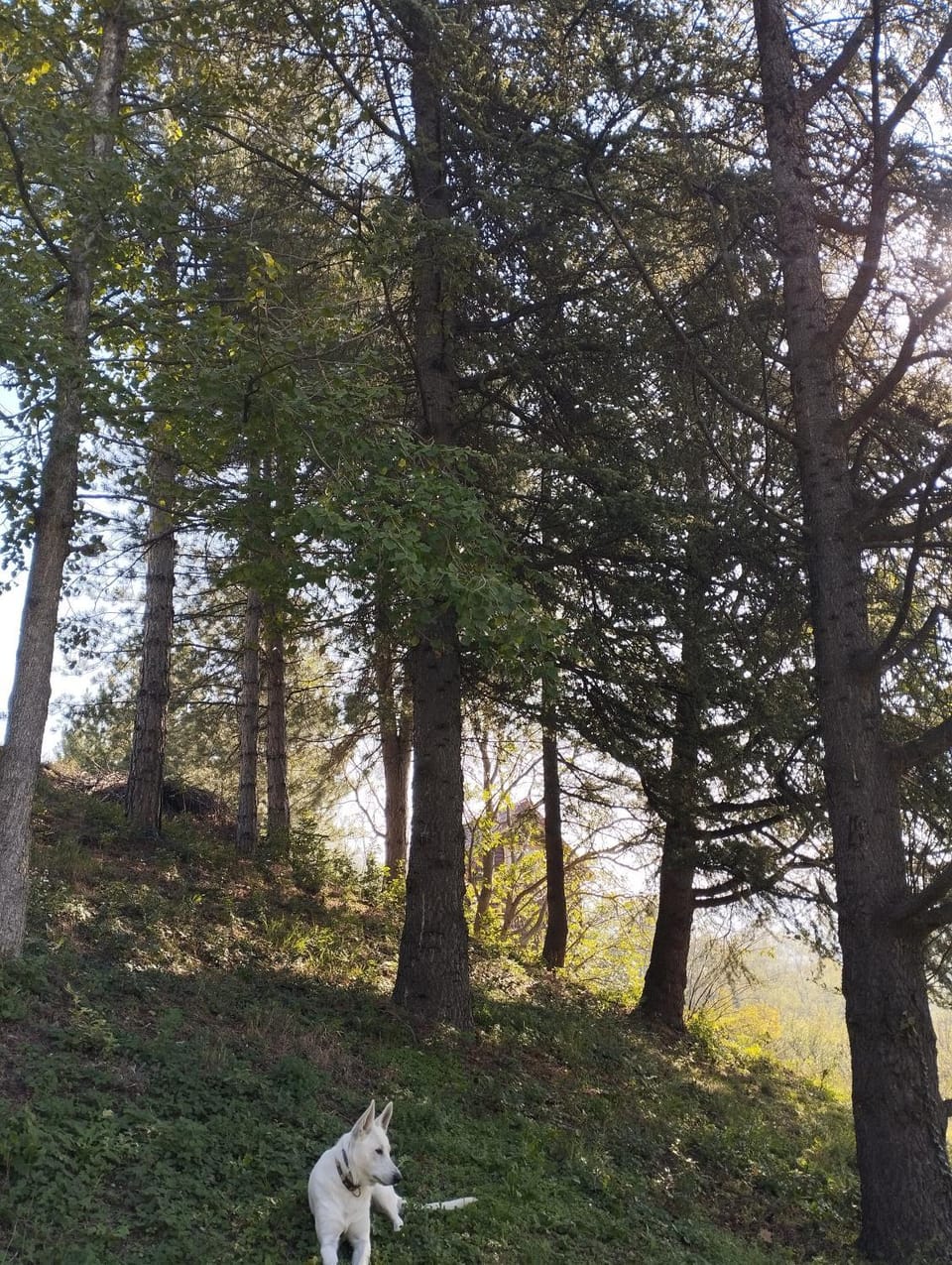 Natural landscape, Pets