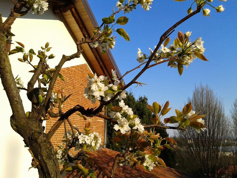 Facade/entrance, Garden